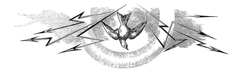 header image, descending bird with lightning arrows
